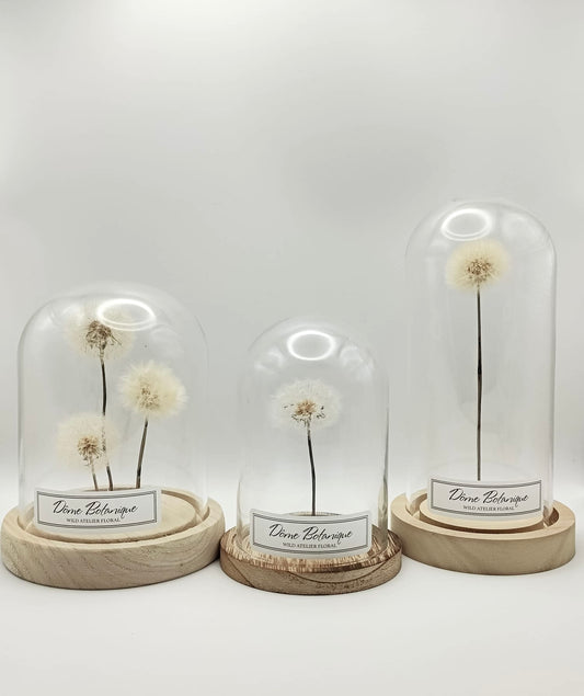 Dôme Botanique Pissenlit Haut