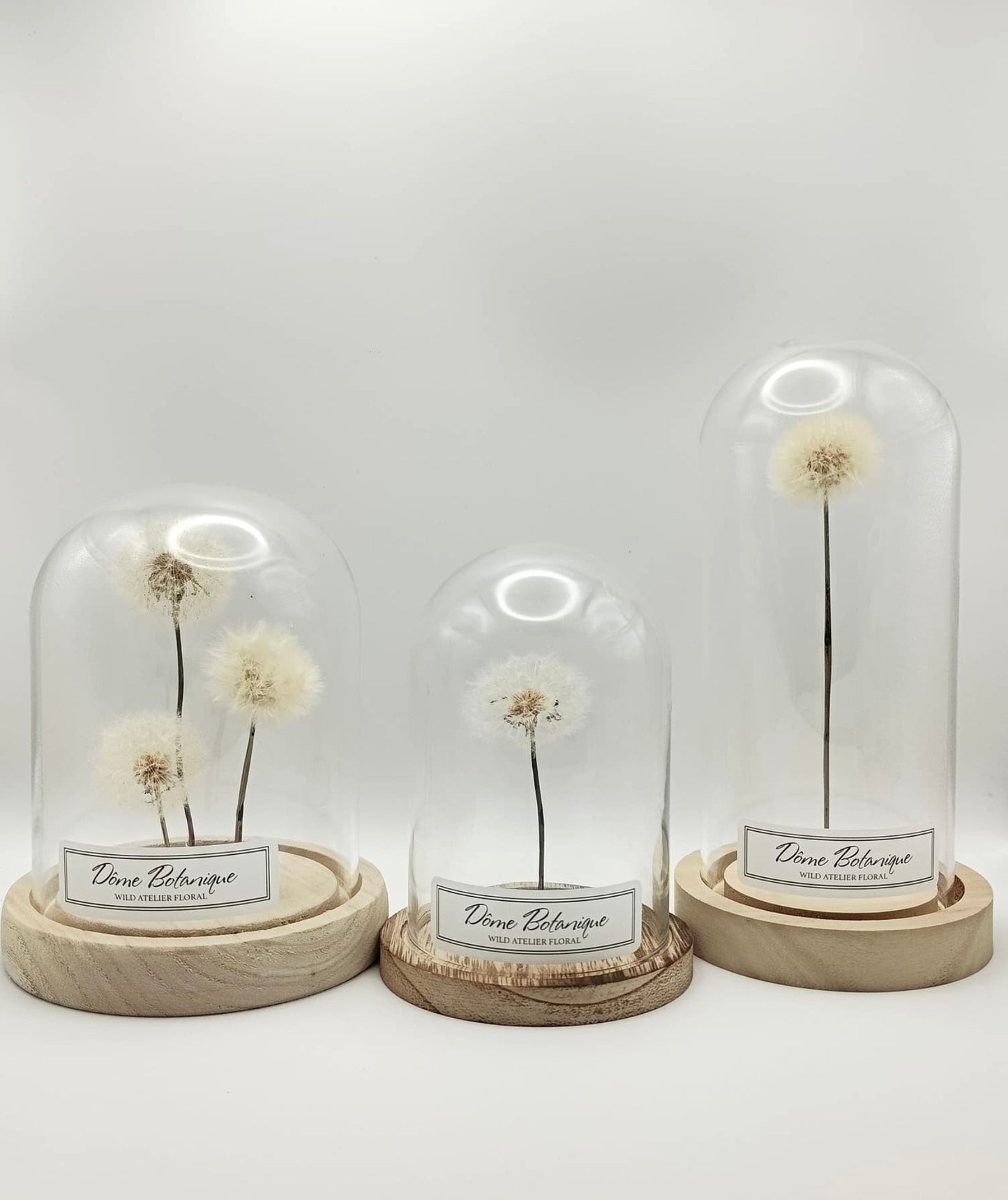 Dômes botaniques pissenlit – comparaison de trois tailles sur fond blanc
