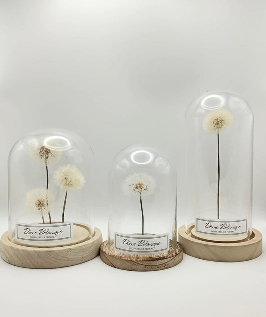 Dôme Botanique Pissenlit Moyen