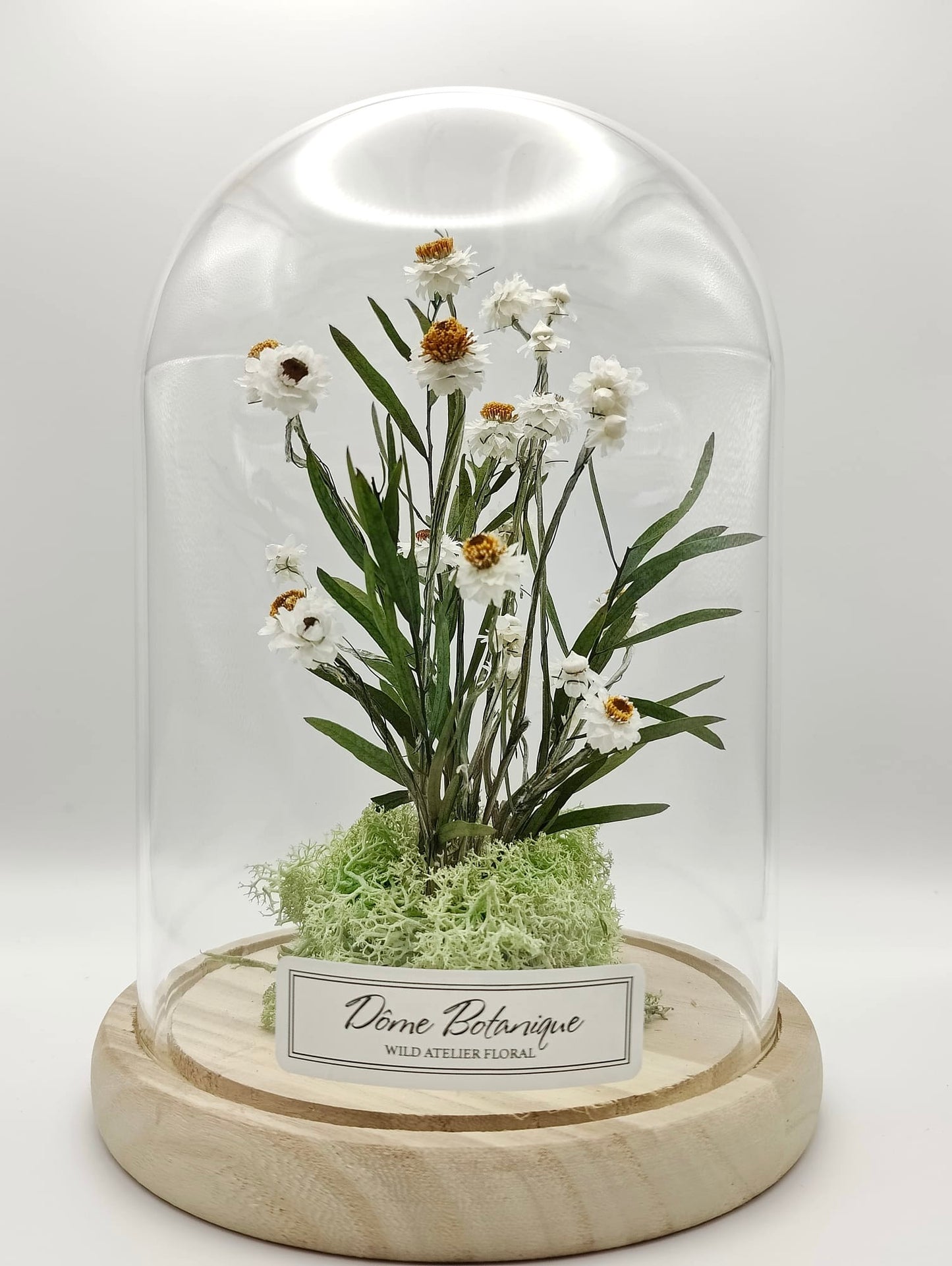 Dôme Immortelle des sables – grand format sur fond blanc