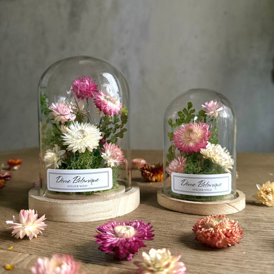 Dôme Botanique Immortelles