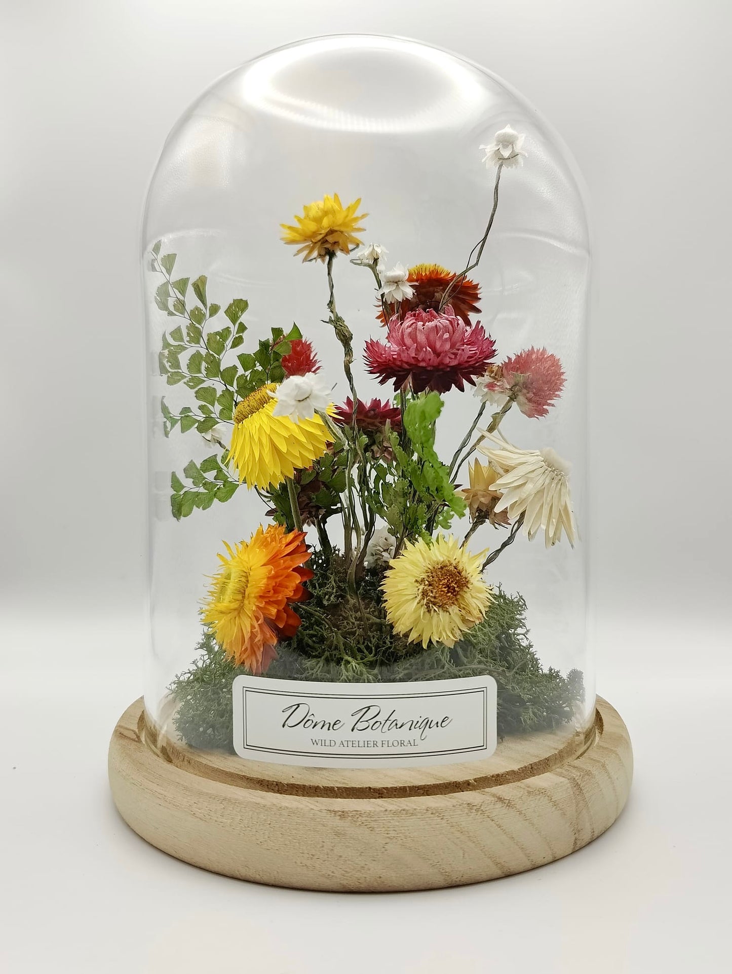 Dôme botanique Jardin – format grand sur fond blanc