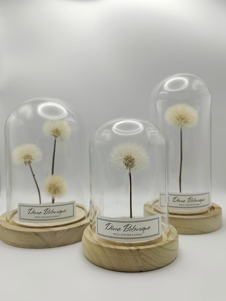 Dômes botaniques pissenlit – comparaison de trois tailles sur fond blanc