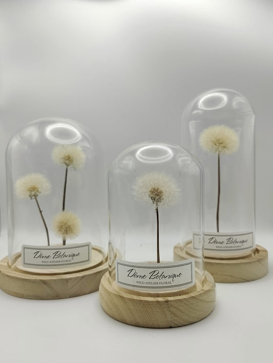 Dôme Botanique Pissenlit Mini