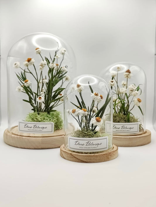 Dôme Botanique Immortelle des Sables