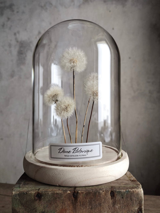 Dôme Botanique Pissenlit Grand