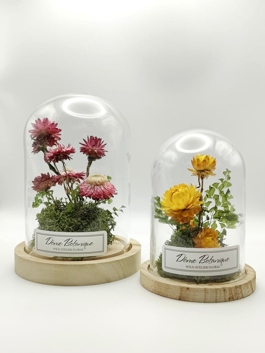 Dôme Botanique Immortelles