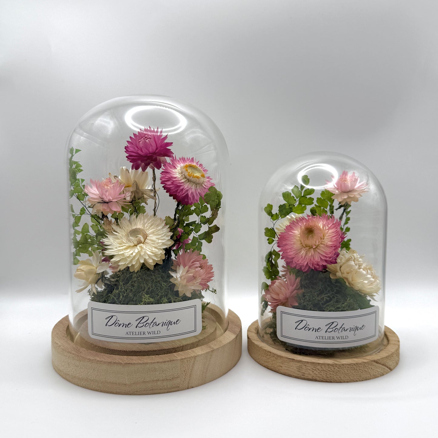 Dôme Botanique Immortelles