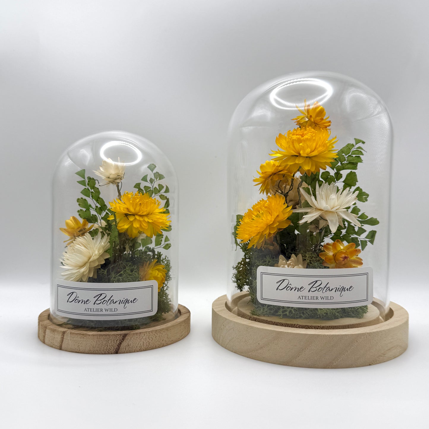 Dôme Botanique Immortelles