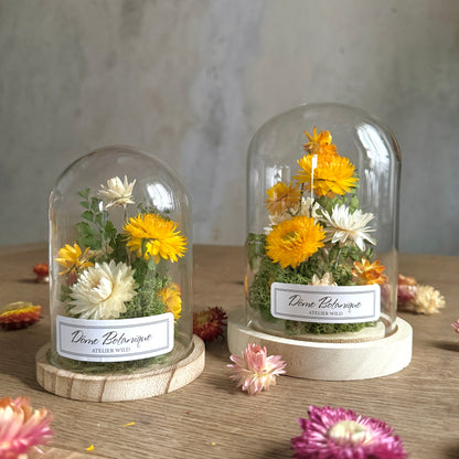 Dôme Botanique Immortelles