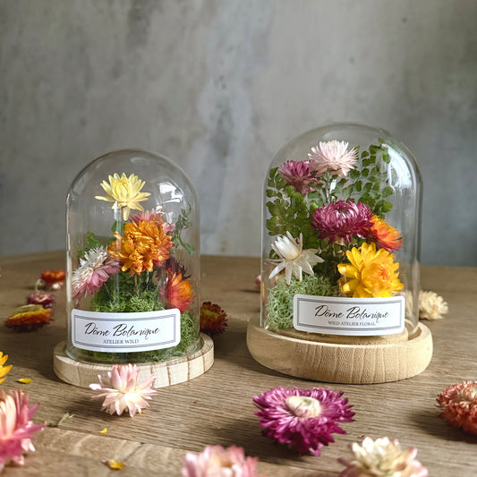 Dôme Botanique Immortelles