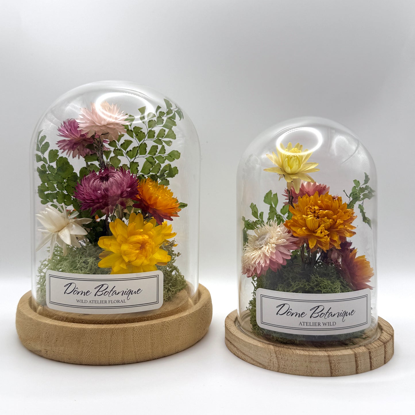 Dôme Botanique Immortelles