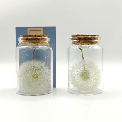 Exauceurs de voeux pissenlit stabilisé en transparence sur fond blanc