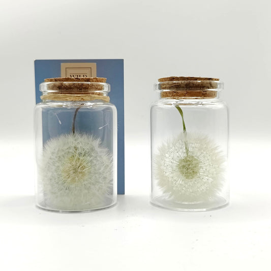 Exauceurs de voeux pissenlit stabilisé en transparence sur fond blanc