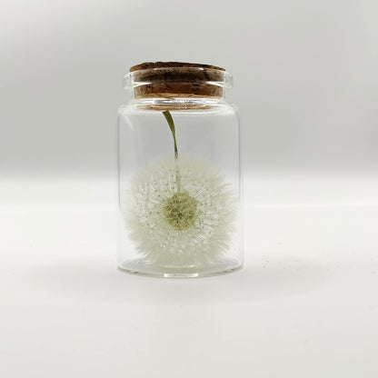 Exauceur de voeux pissenlit stabilisé dans un flacon en transparence sur fond blanc